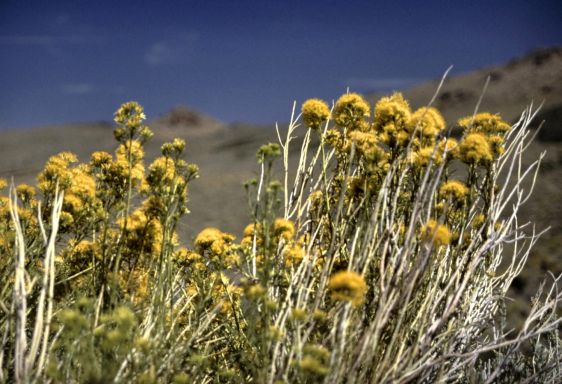 Wildflowers